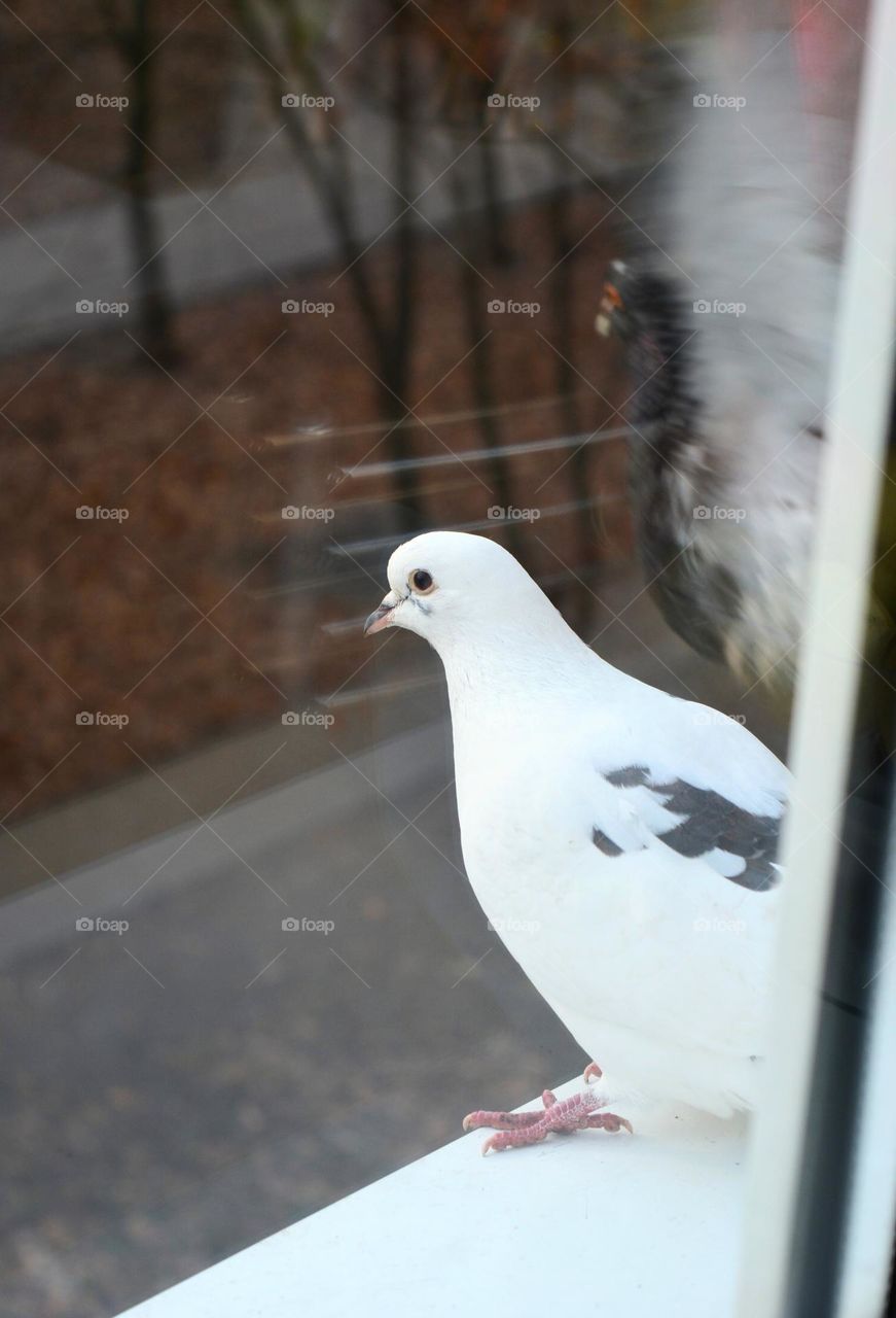 white dove sitting on a window house