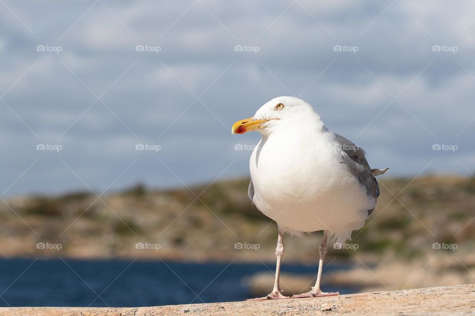 Closeup of one seagull bird standing on the cliffs by the ocean on a sunny day 