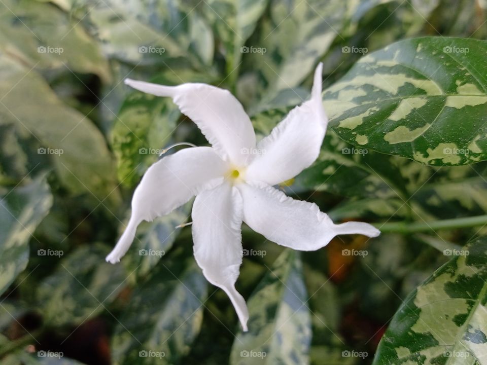 White flower