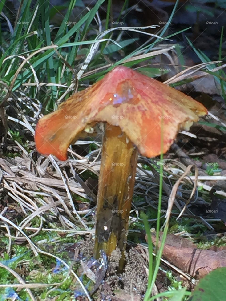 Mushroom fungi
