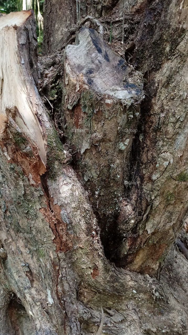 TRONCO DE ÁRVORE ANTIGA