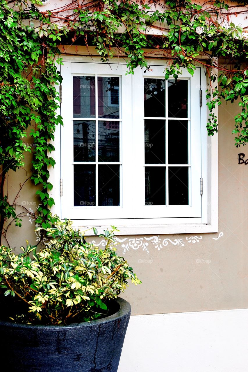 White window with plants 