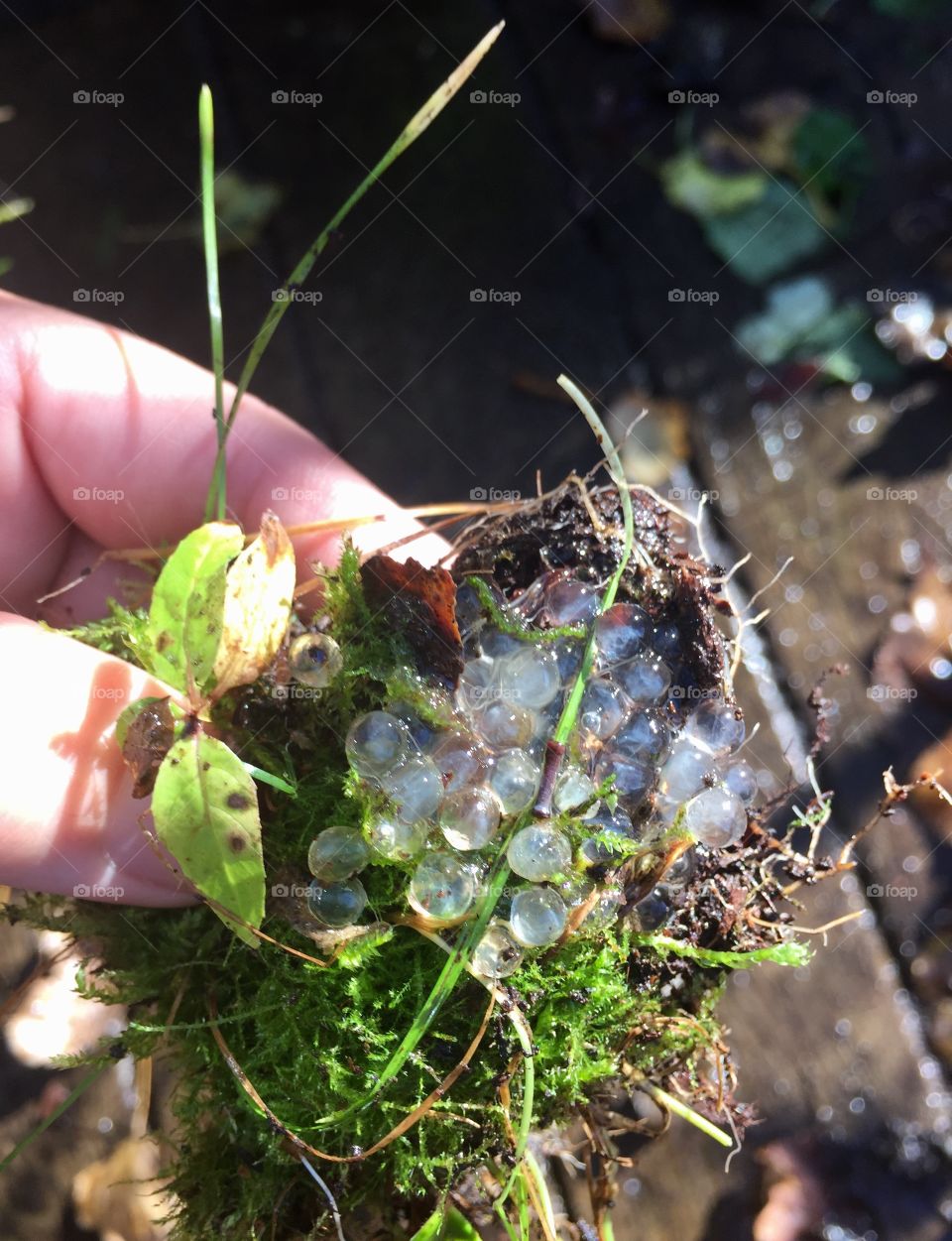 Slug eggs in grass and moss