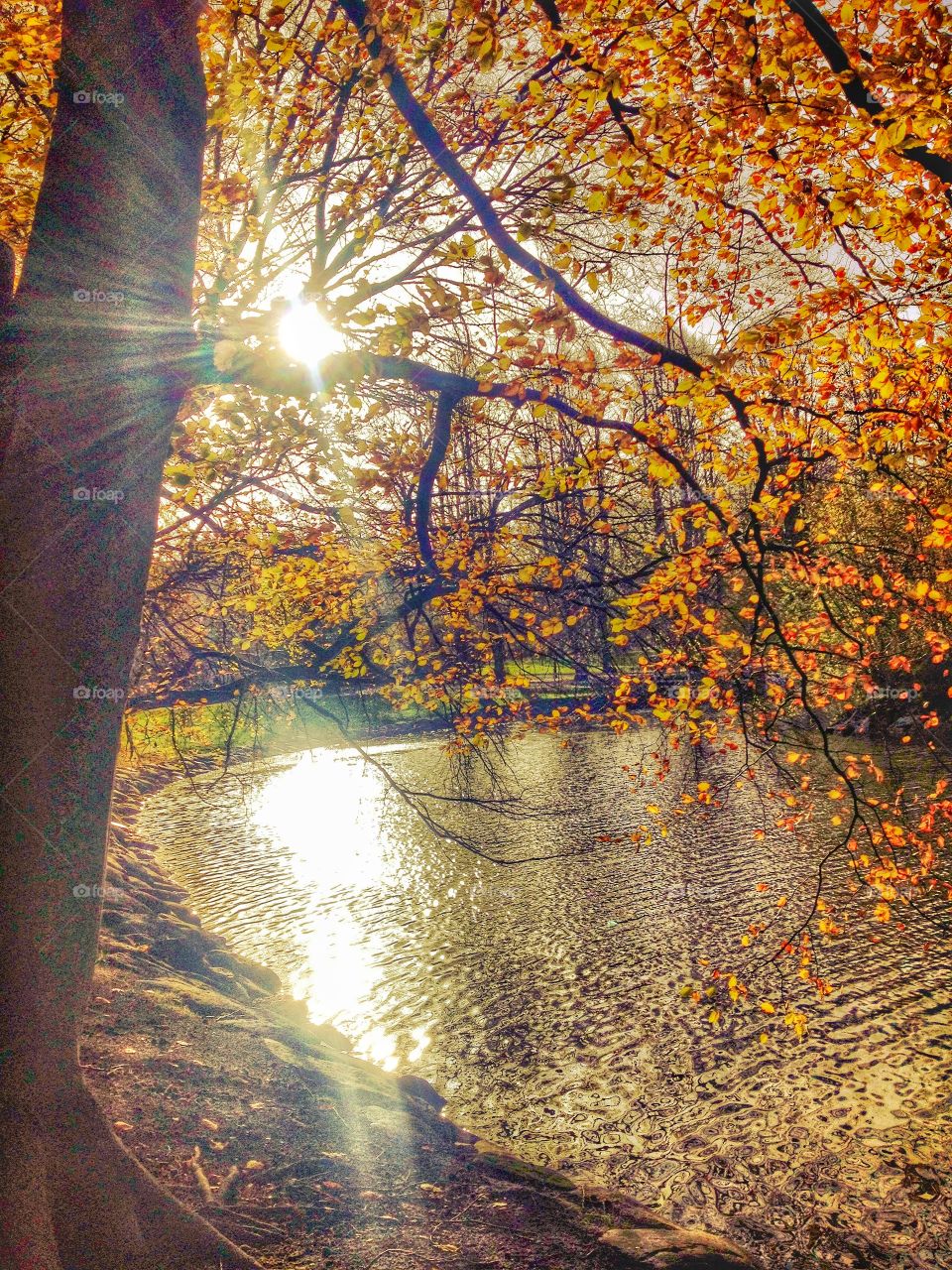 Sunrays pale in Autumn