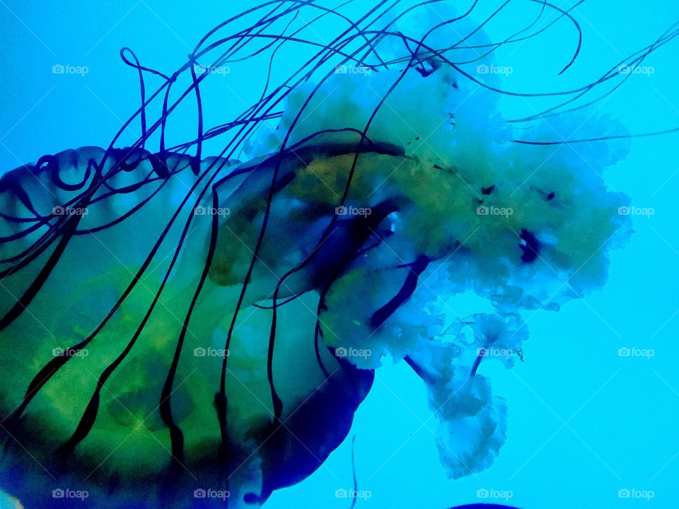 Jellyfish . A jellyfish swims through the water in the Denver Aquarium. 