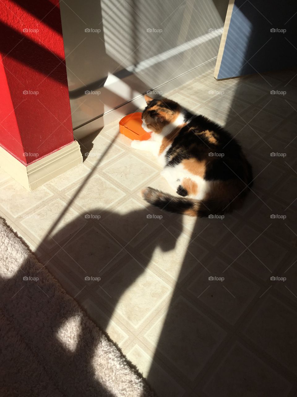 Old cat and shadow cat. 