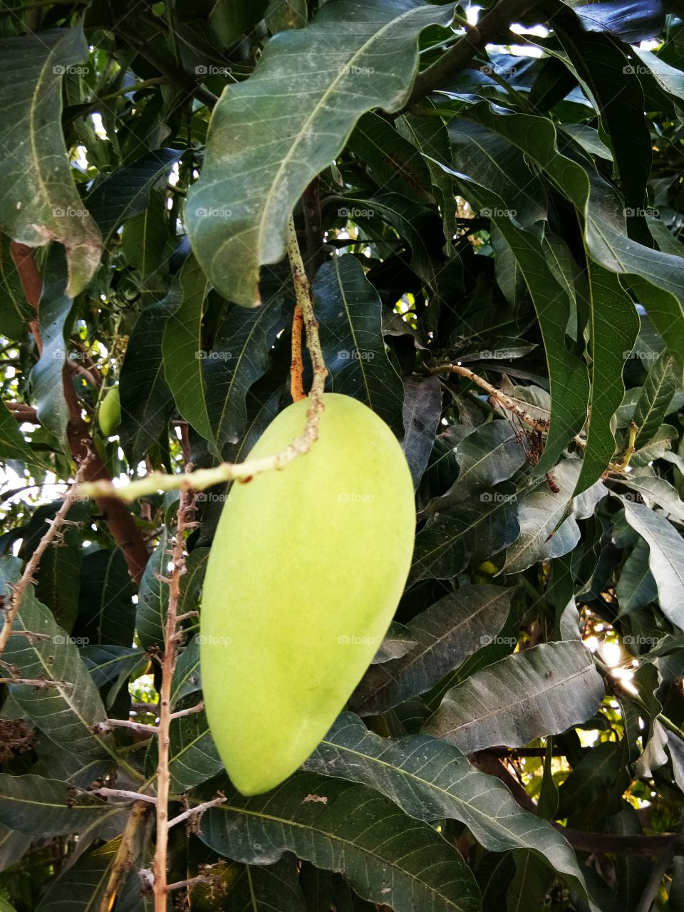 mango
sour
fresh
fruit
good
health
delicious