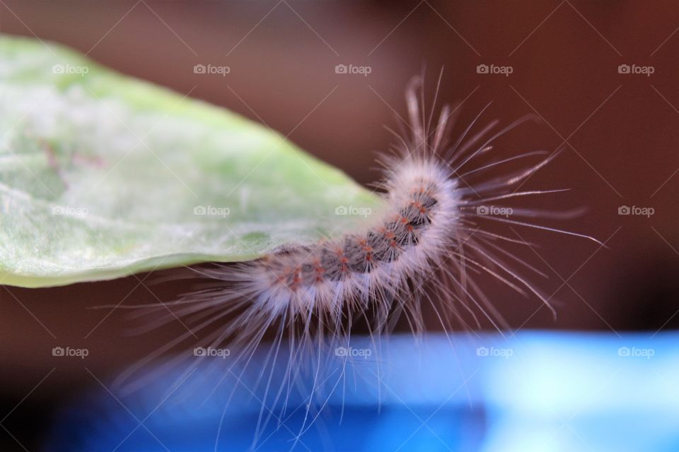 Caterpillar 