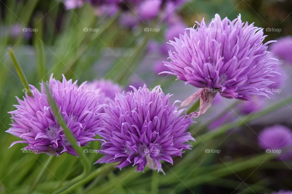 Flowering chives 