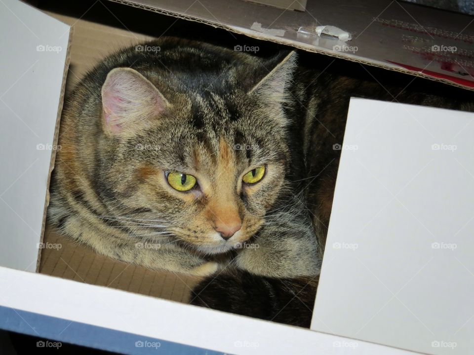 Cat in box