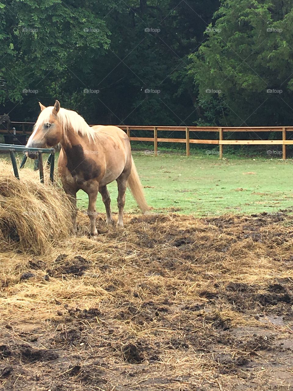 Haflinger and his hay 