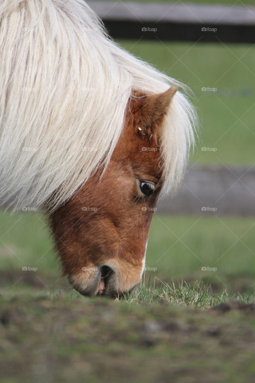 Horse leisure