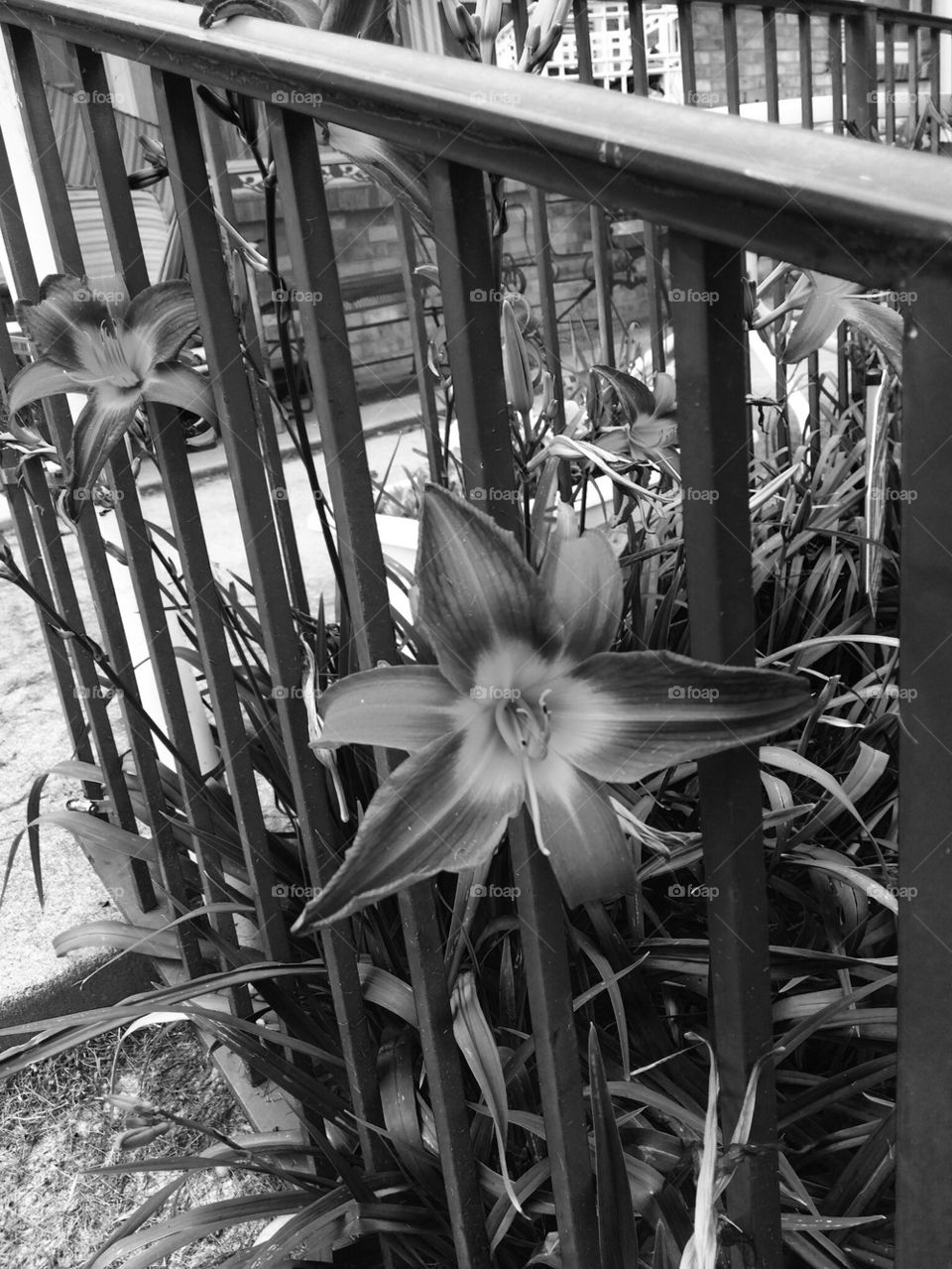 Lilies and Bars