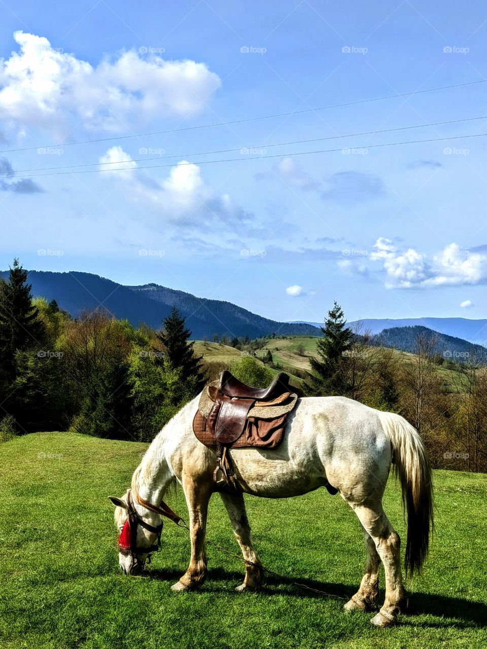 At the Carpathian mountains