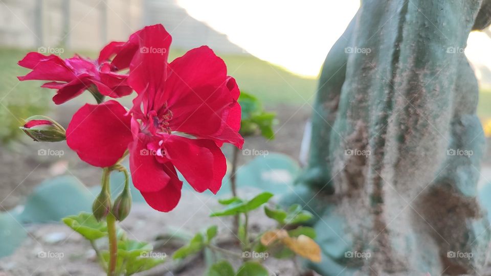 Malva plant