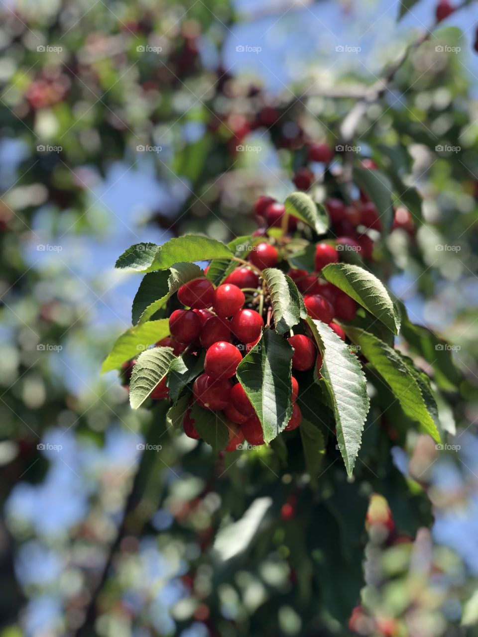 Cherry tree