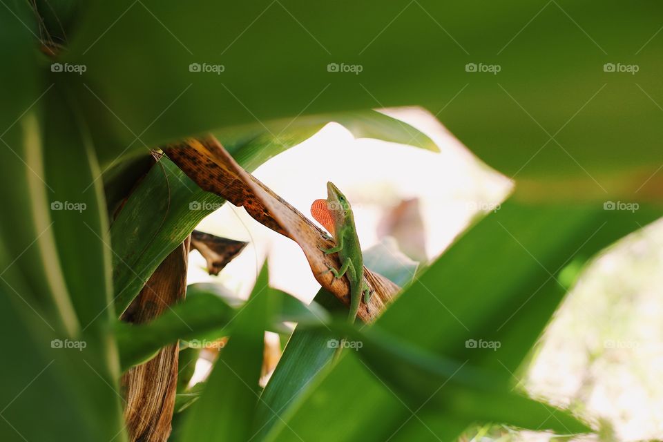 Lizard in Hawai’i