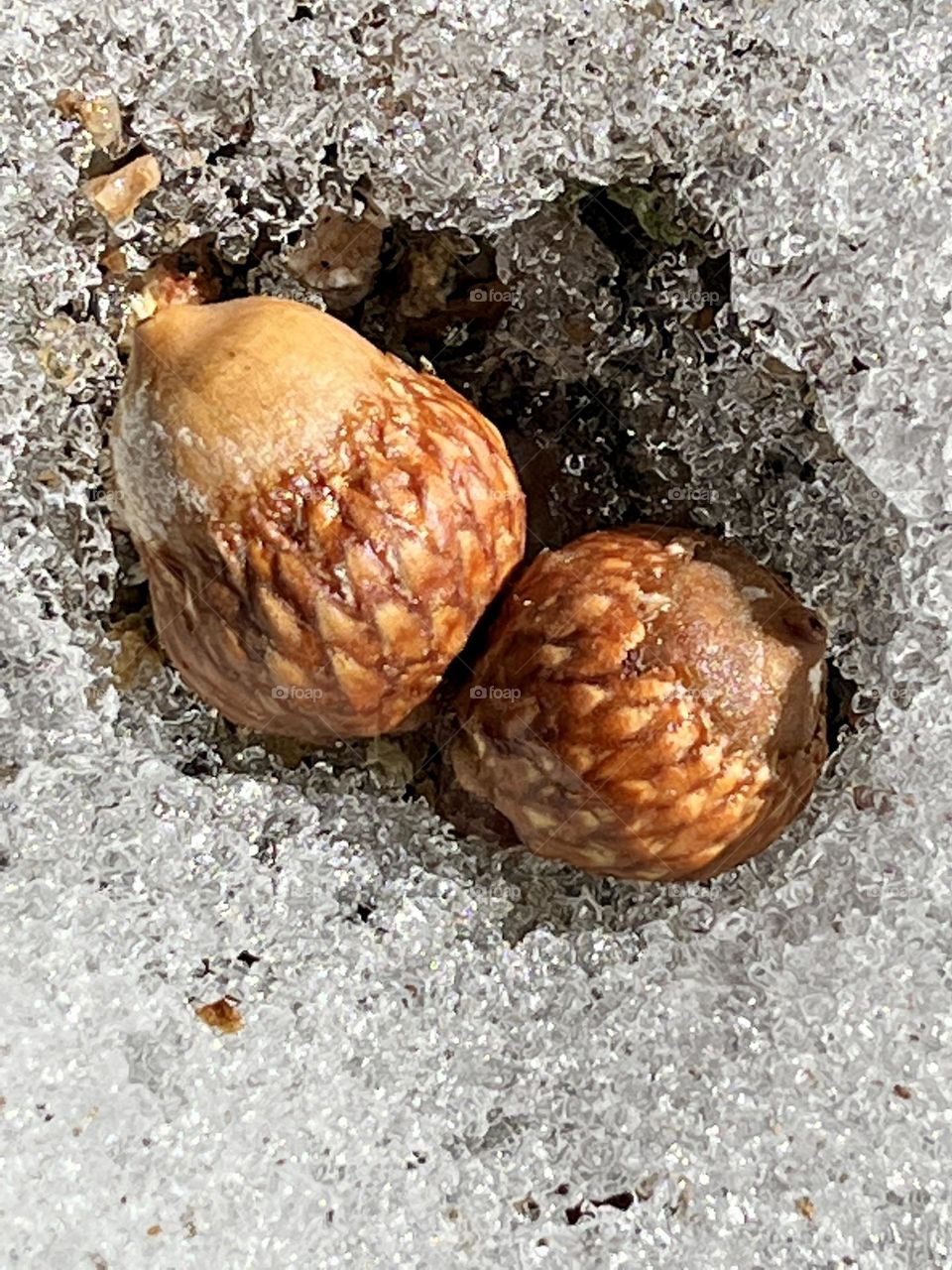 Acorns in the snow