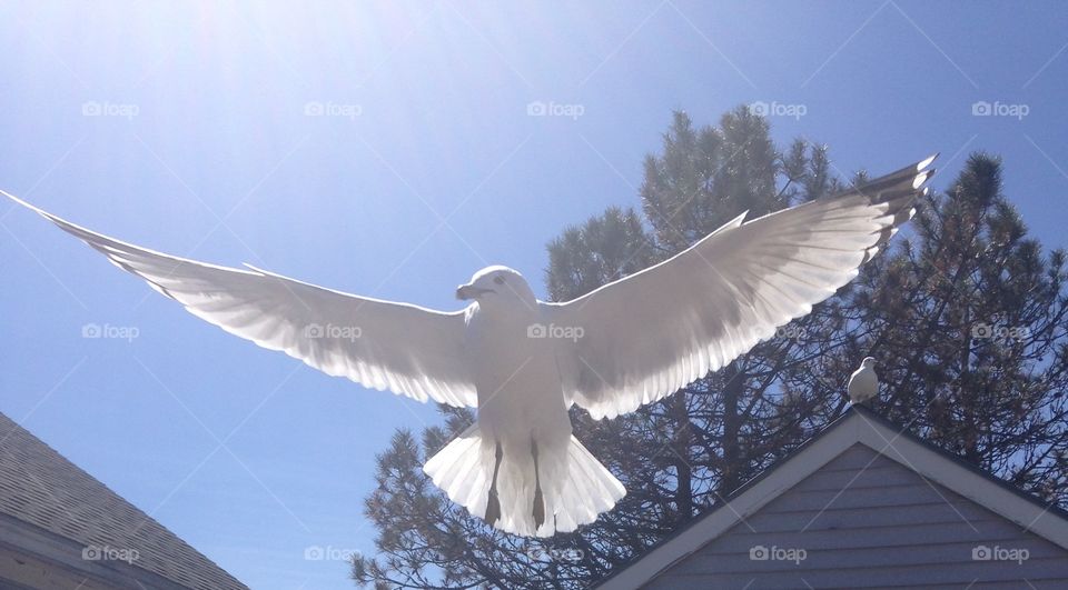 Seagull wingspan 