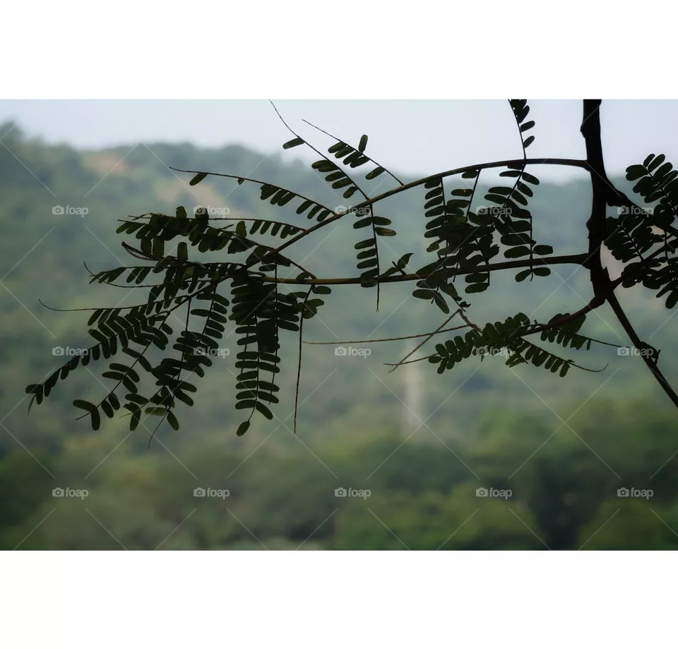 branch