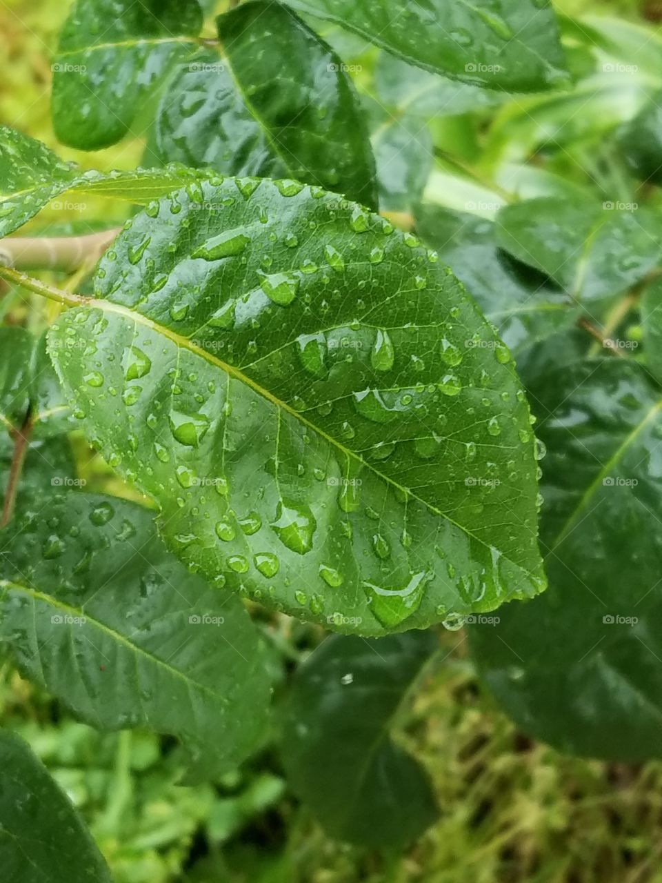 Raindrops on a leaf