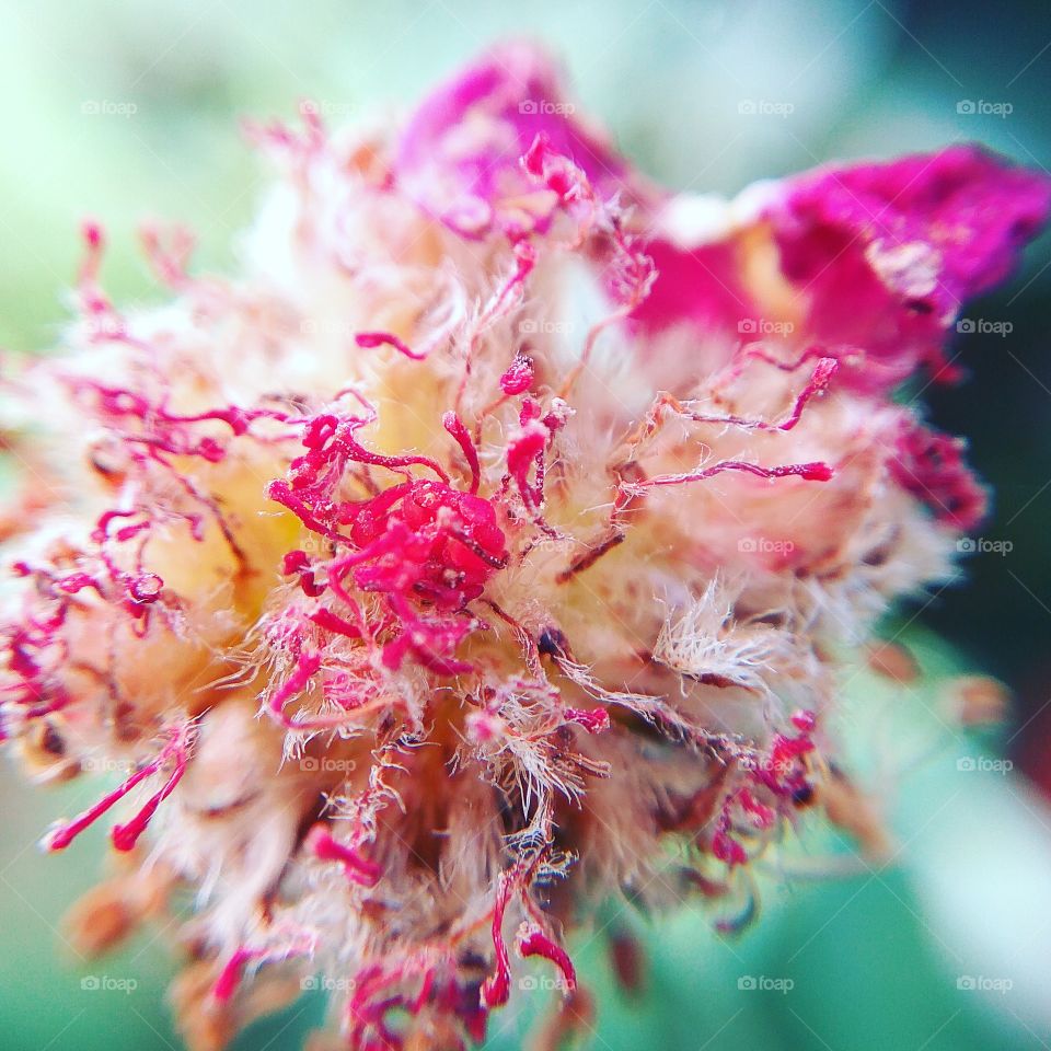 Close-up of pink flower