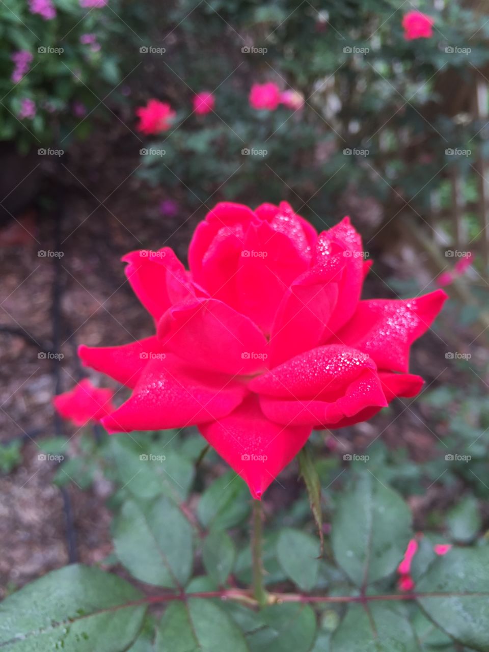 Raindrops on roses