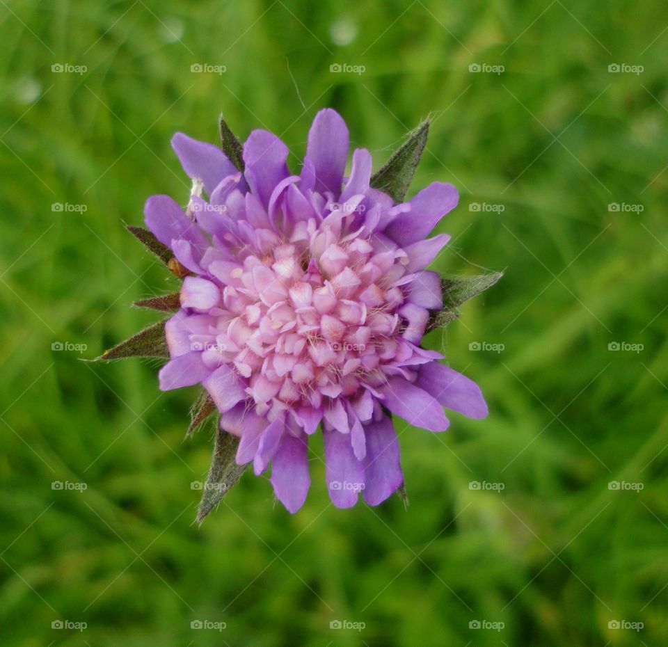 Nature, Flower, Flora, Summer, Garden