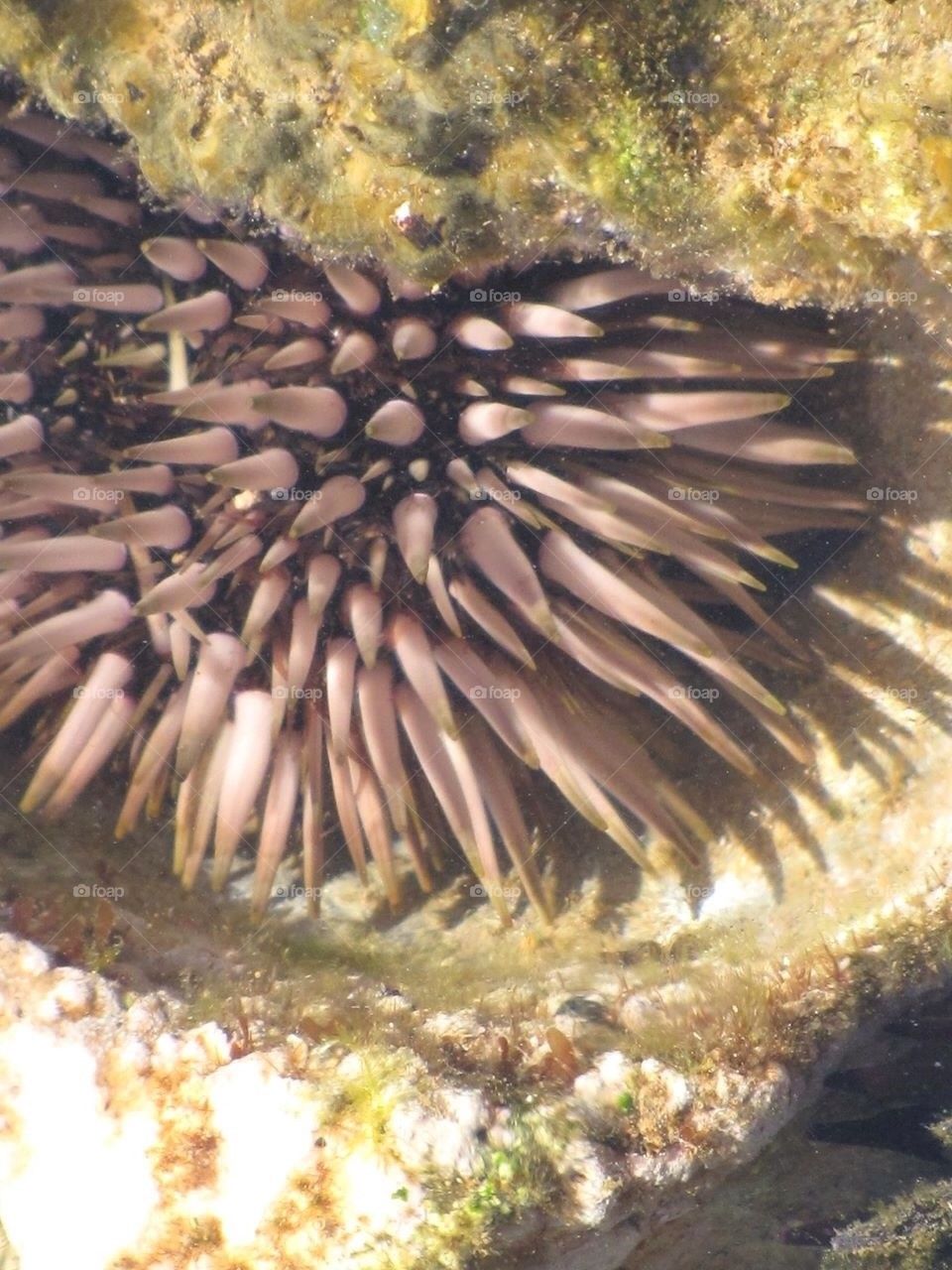 Sea urchin 