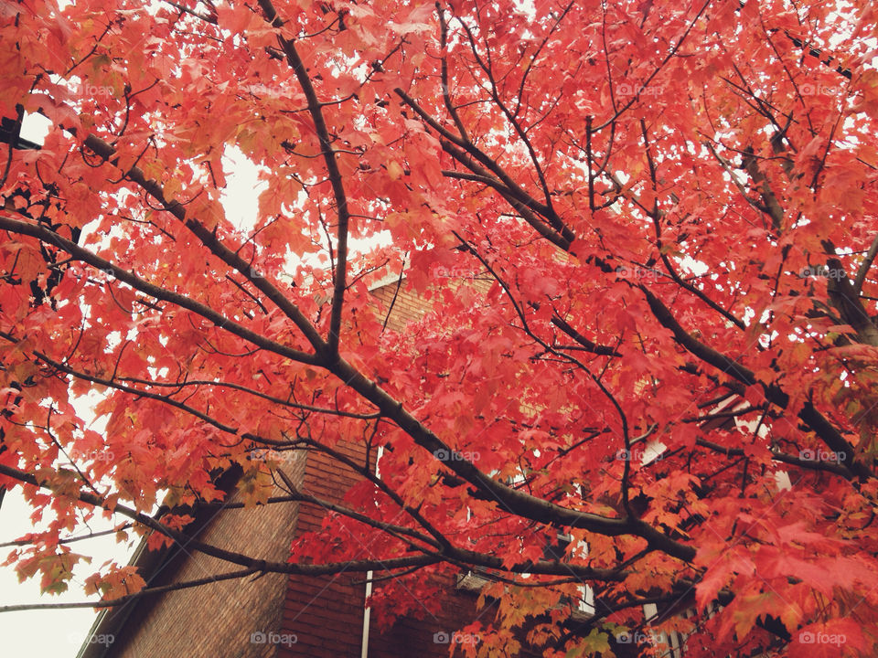 red trees leaves leaf by mchlltrn