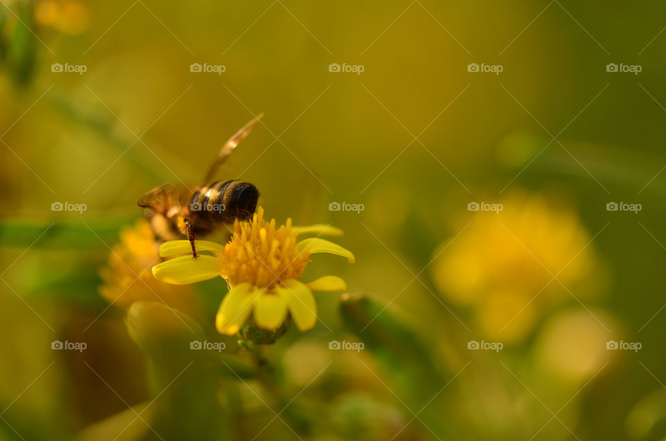 bee