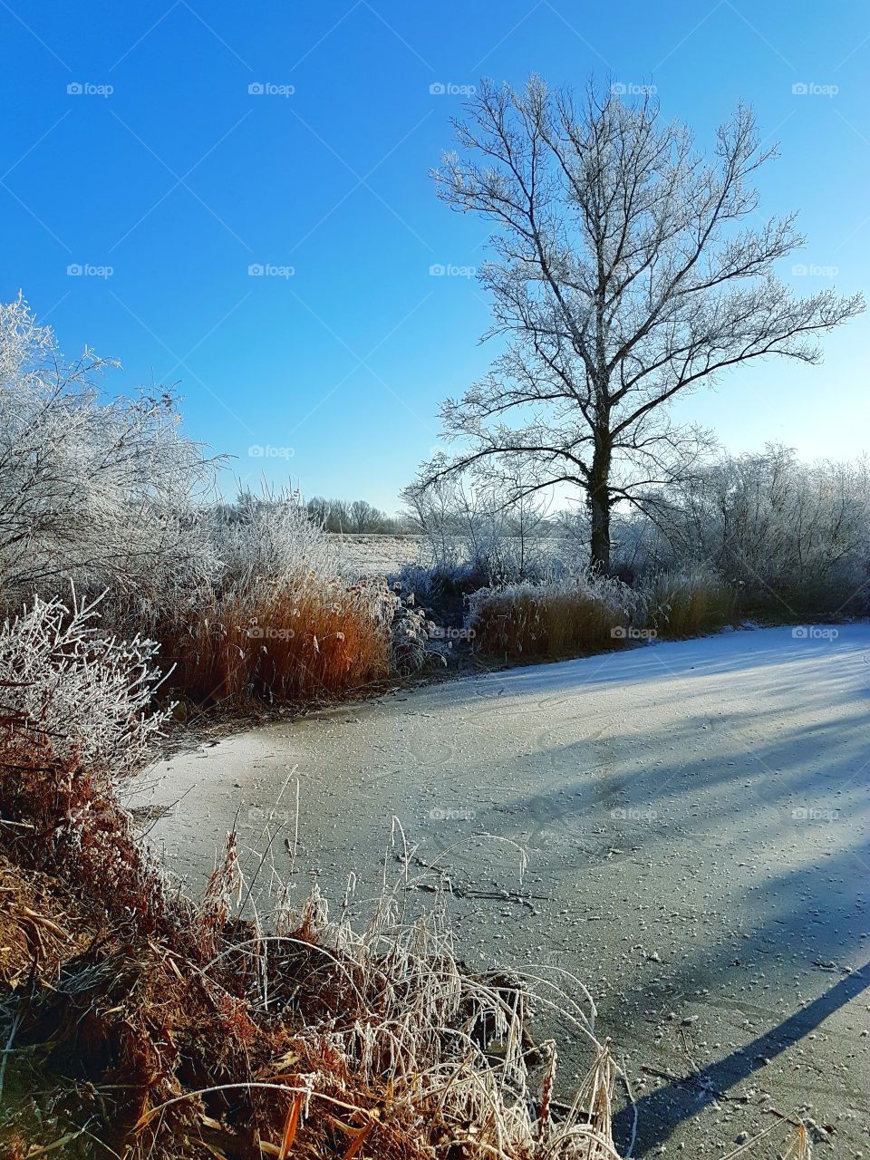 Bare tree and frozen lake during winter