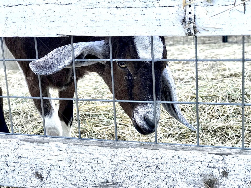 Goat on the farm where Julia takes horseback riding lessons. 