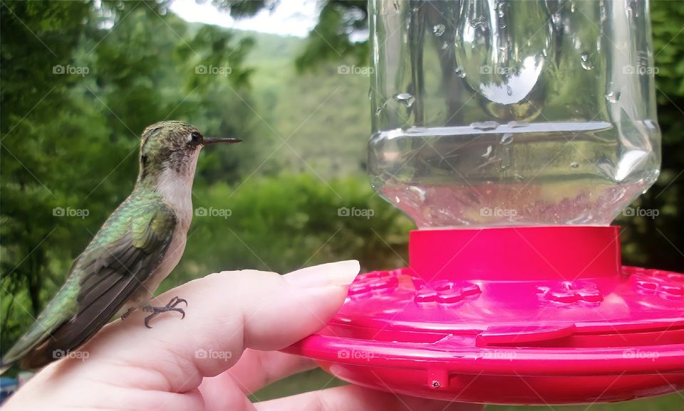 Trusting Hummingbird. Image of domesticated hummingbird perched on one hand.