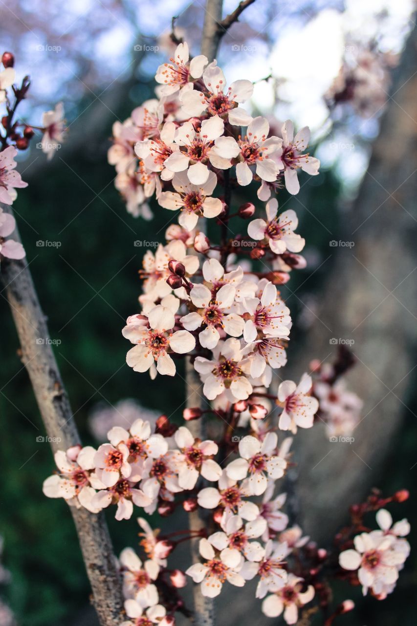 Close up cherry flowers 