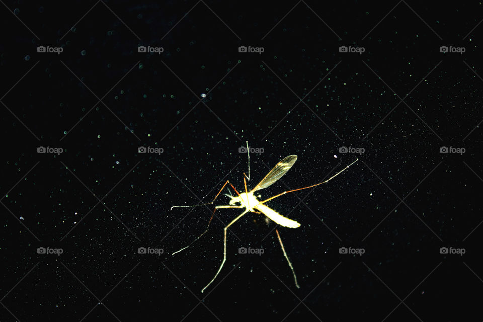 Glowing mosquito closeup
