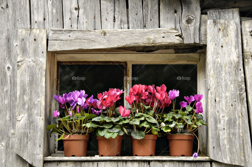 Wooden window