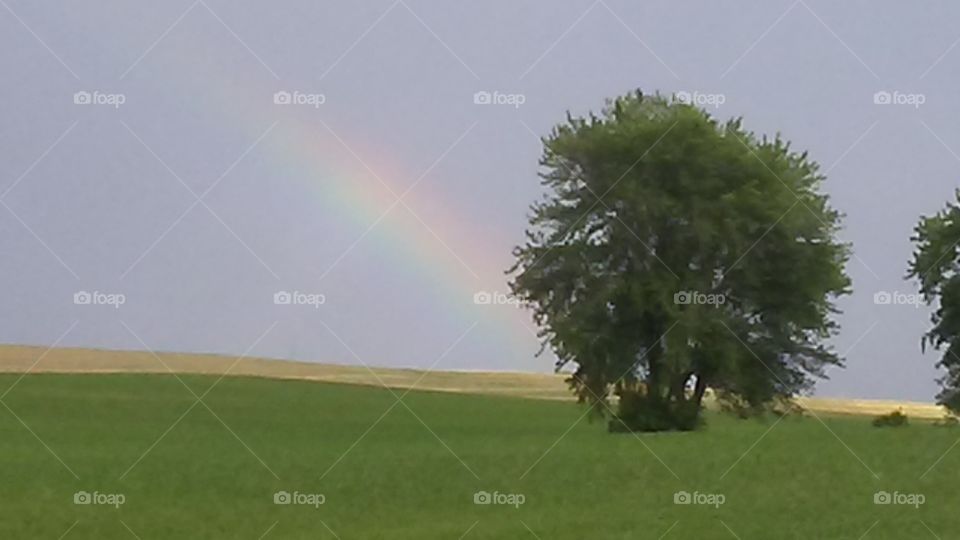 Landscape, No Person, Tree, Grass, Outdoors