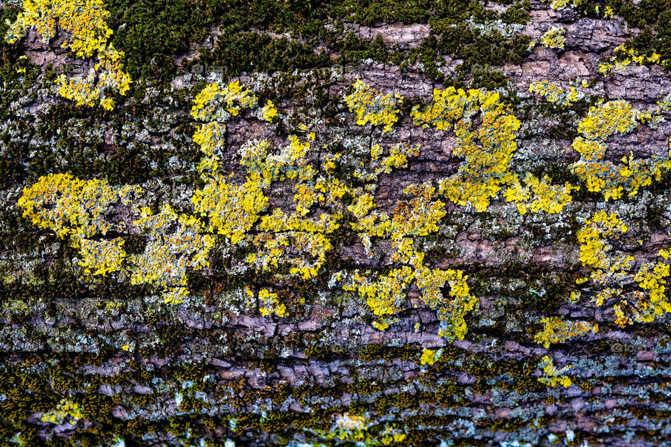 close-up view of tree bark with moss and fungus for background texture