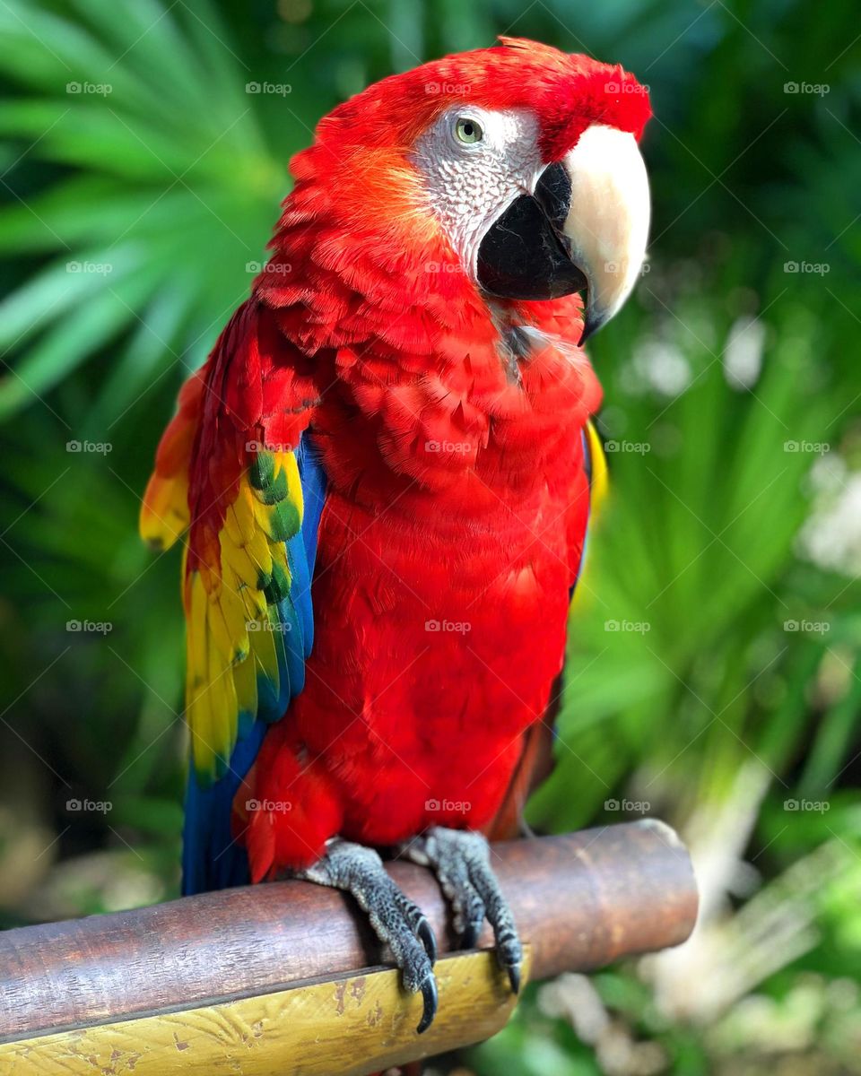 Close up of a standing parrot at Mexico