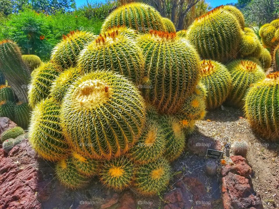 Cacti V