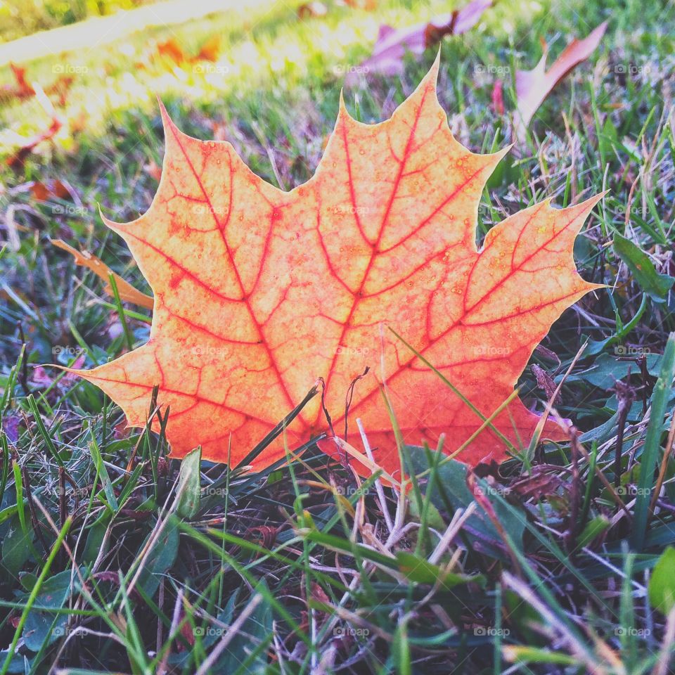 Autumnal Colour. Fallen leaf...