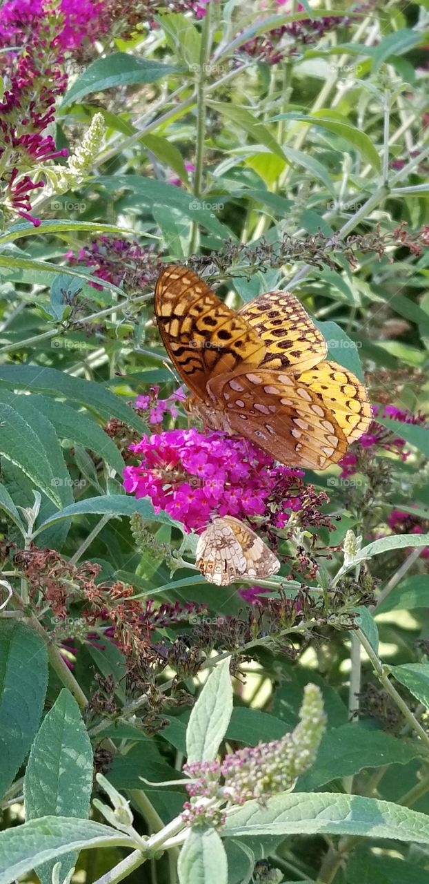 Mother and daughter butterfly