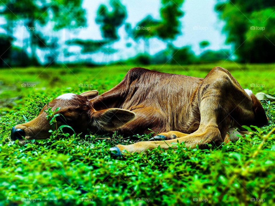 This calf is ours. I took photos of this calf. Calf survival is very beautiful. There is a white spot on the forehead. So the animal looks very beautiful.