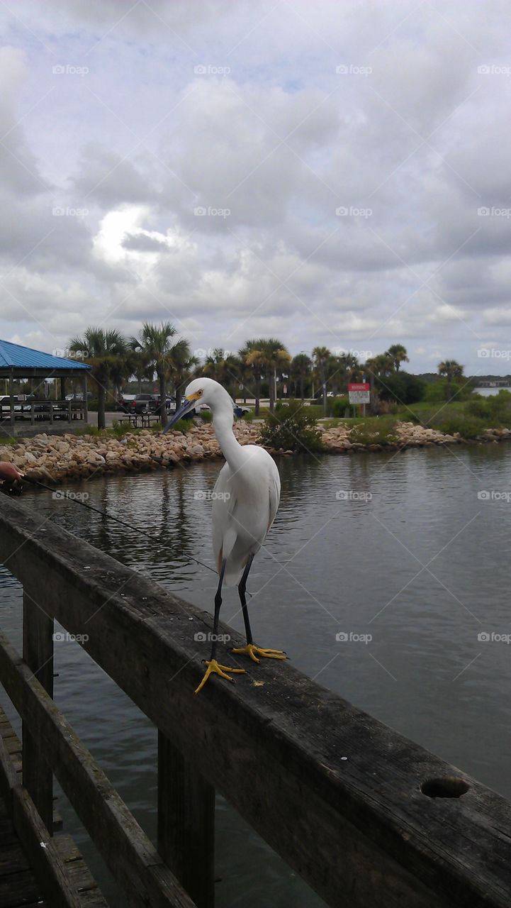 egret