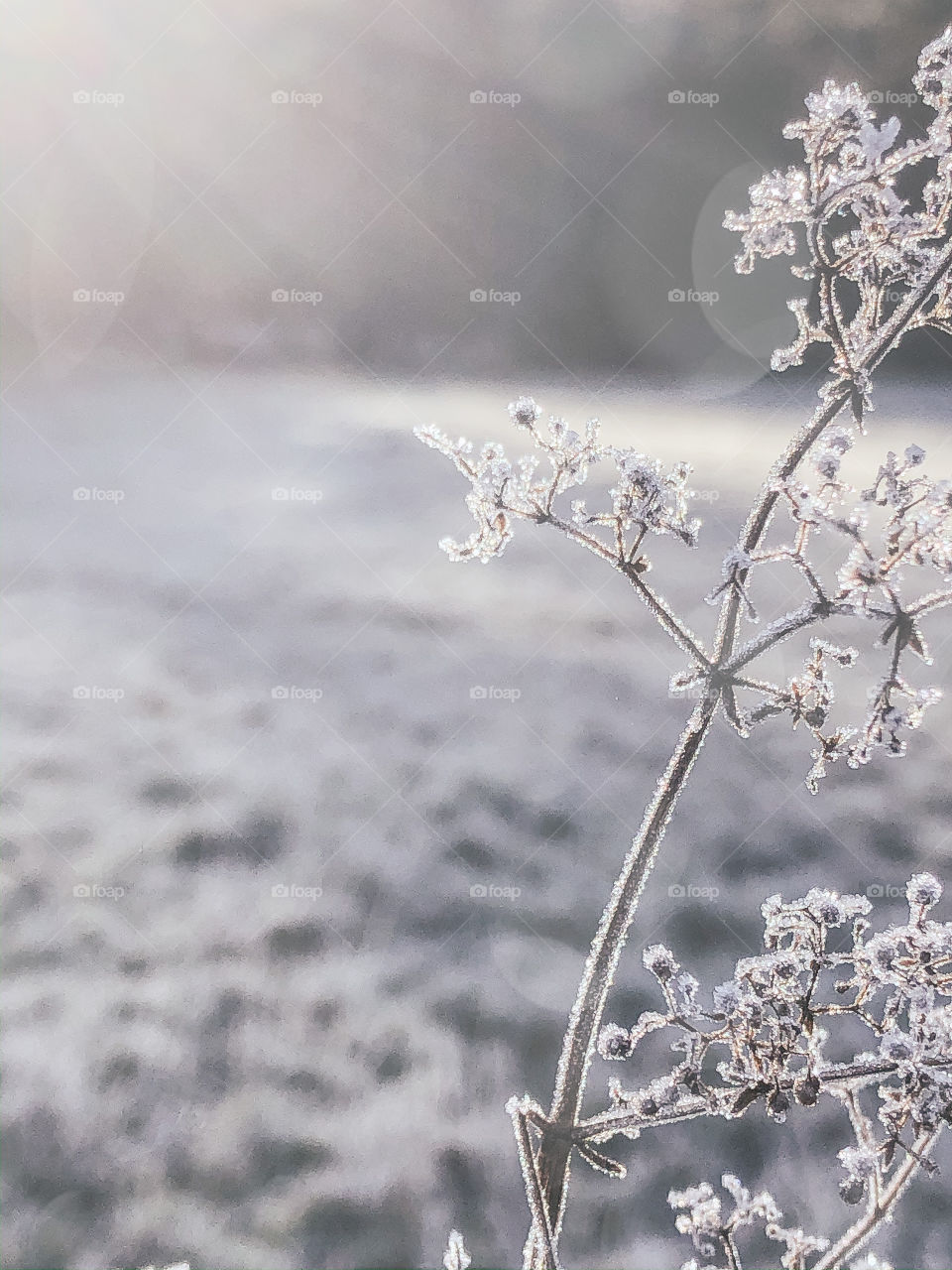 Frozen Winter Nature Details 