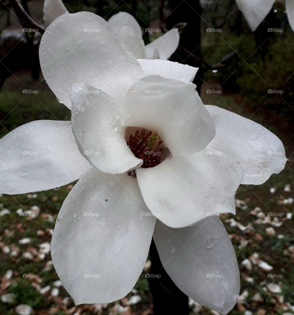 Lovely white flower with rain drops