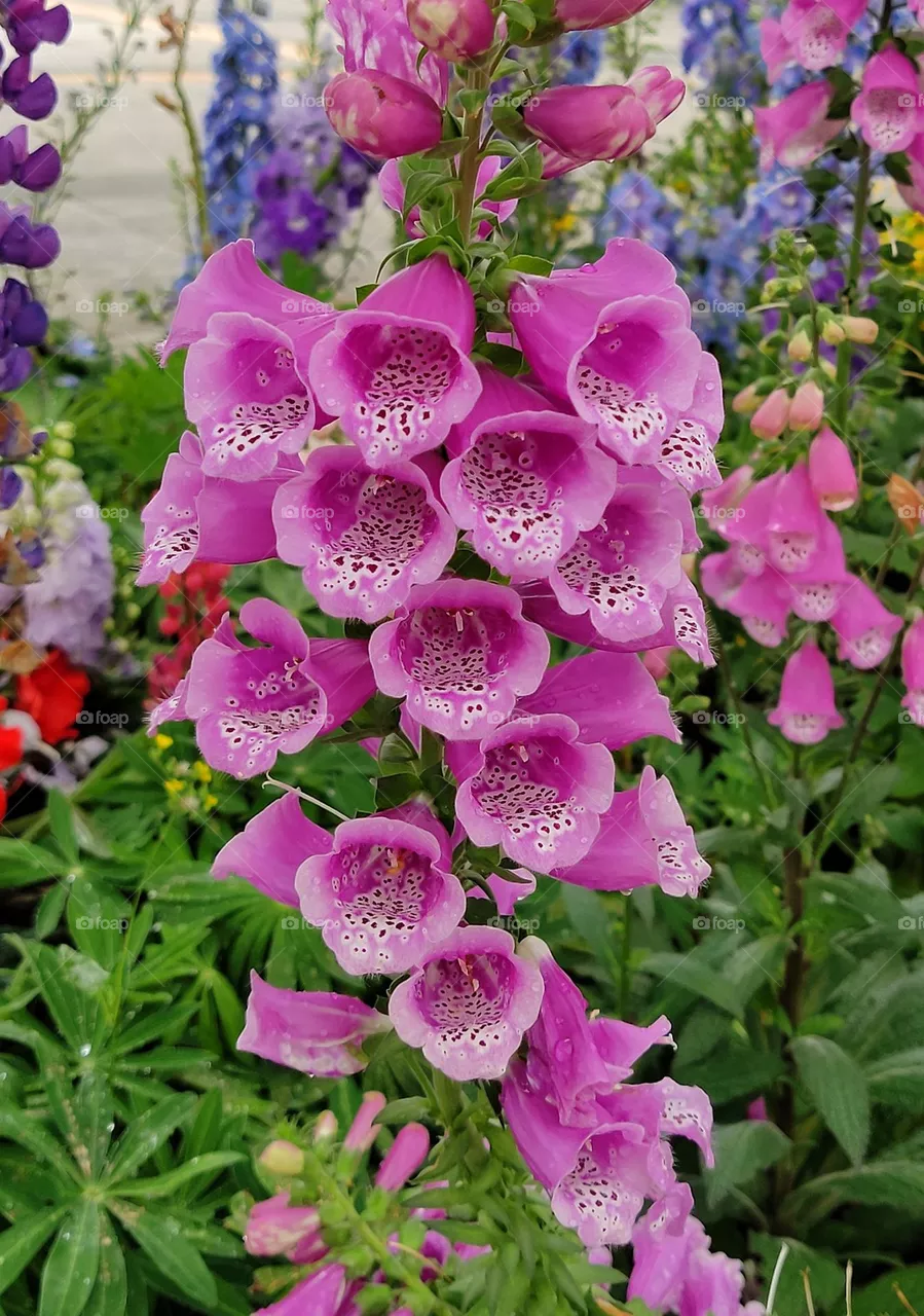 pink flowers