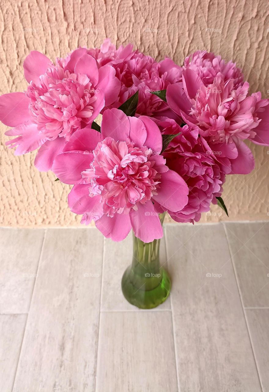 peony flowers in vase and cat summer time