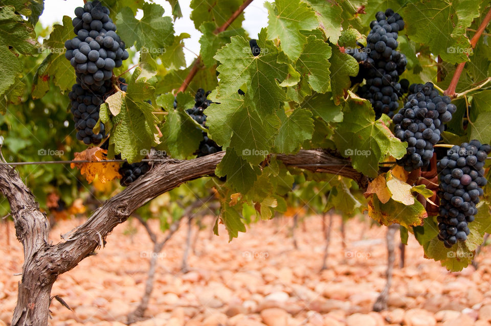 Grapes hanging from the grapevine in the vineyard